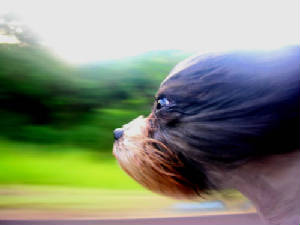 wind-speed-dog-01.jpg